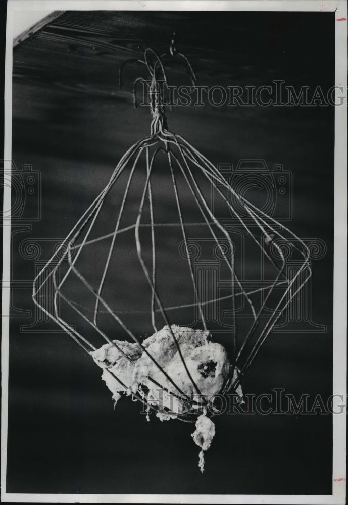 1976 Press Photo Suet feeder made from folded clothes hangers - mja07844 - Historic Images