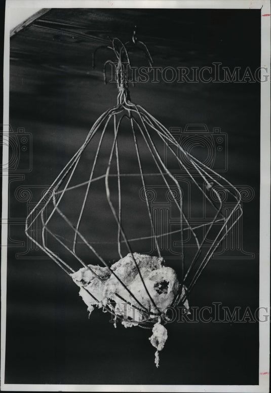 1976 Press Photo Suet feeder made from folded clothes hangers - mja07844 - Historic Images