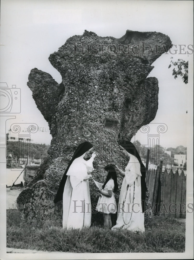 1954 Press Photo An ancient Ceiba tree, one of the landmarks of Ciudad Trujillo-Historic Images