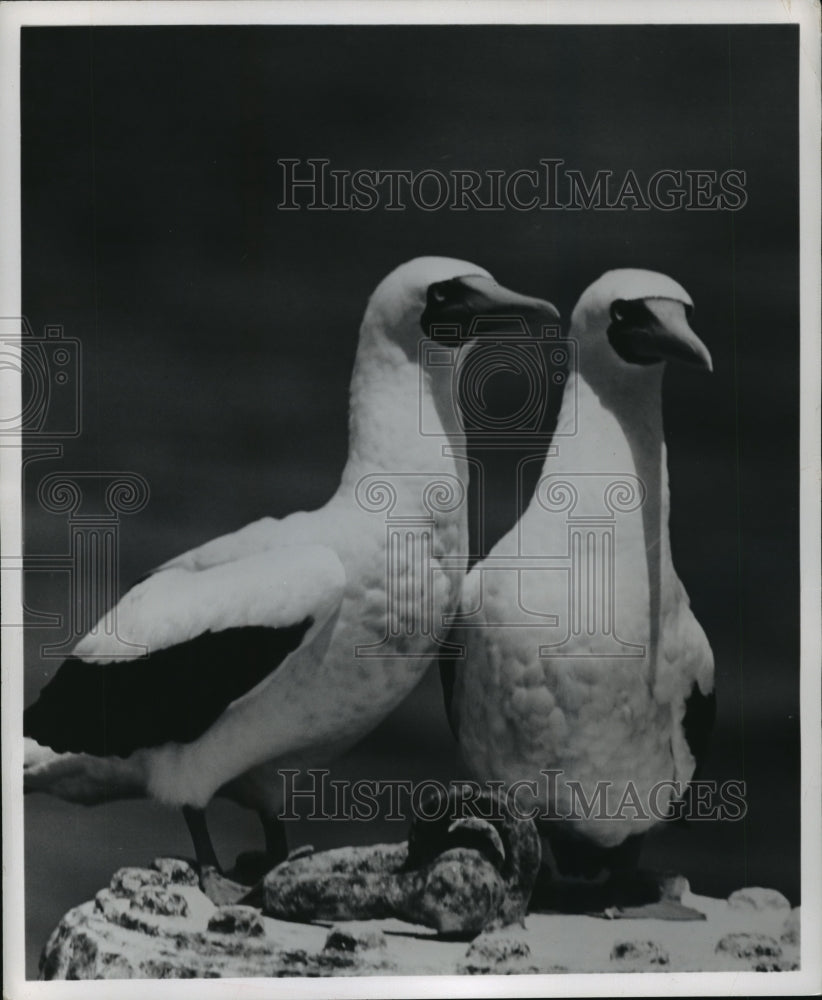 1952 Press Photo Atlantic Blue Faced Booby - mja08275 - Historic Images