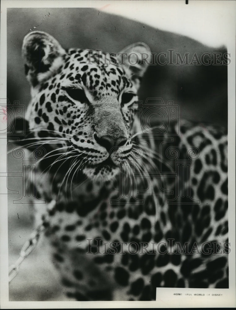 1975 Press Photo My Family is a Menagerie on Wonderful World of Disney - Historic Images