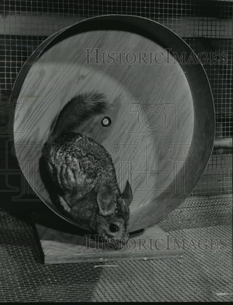 1950 Press Photo Chinchillas in an exercise - mja11178-Historic Images