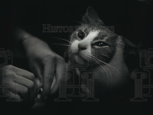 1992 Press Photo IV tube inserted near a paw to treat Oliver Animal Emergency Ct-Historic Images