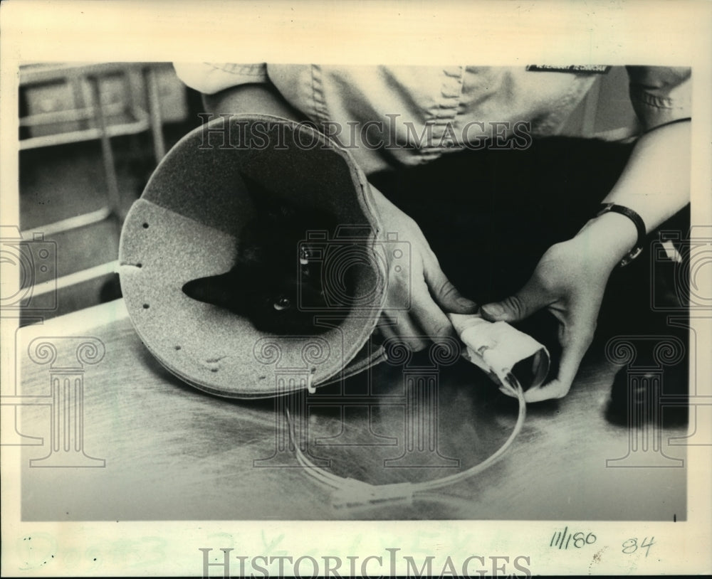 1986 Press Photo A cat wore a collar to prevent it from biting its injured paw - Historic Images