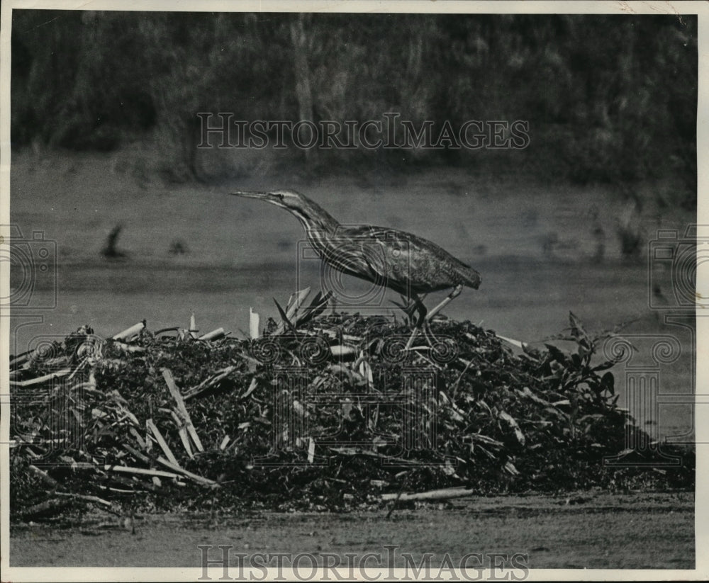 1974 Press Photo An American bittern searched the Cherokee Marsh for food - Historic Images