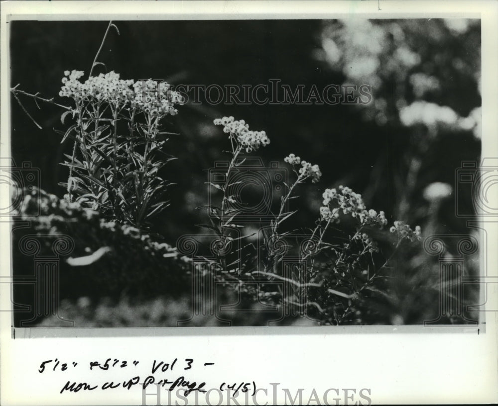 1982 Press Photo Tiny Flowers are blooming in the volcanic ash - mja11949-Historic Images