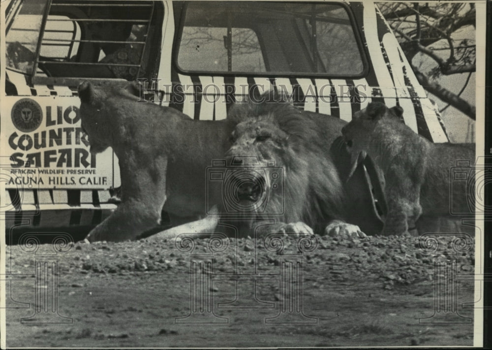 1972 Press Photo Rufus the reluctant lion, shown between two lionesses - Historic Images