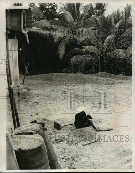 1969 Press Photo A peasant woman sacked rice which had been separated-Historic Images