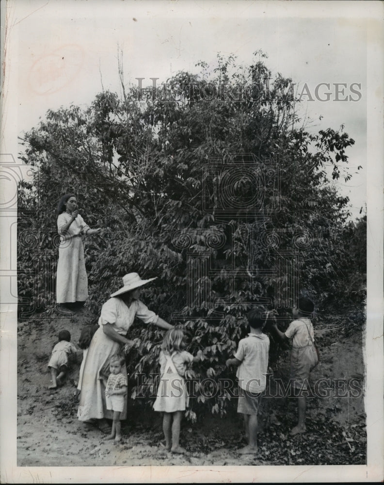 1950 Press Photo Mother and children help harvest the valuable crop - mja12349 - Historic Images