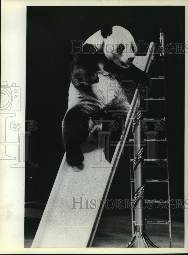 1981 Press Photo Panda on stage - mja12410-Historic Images