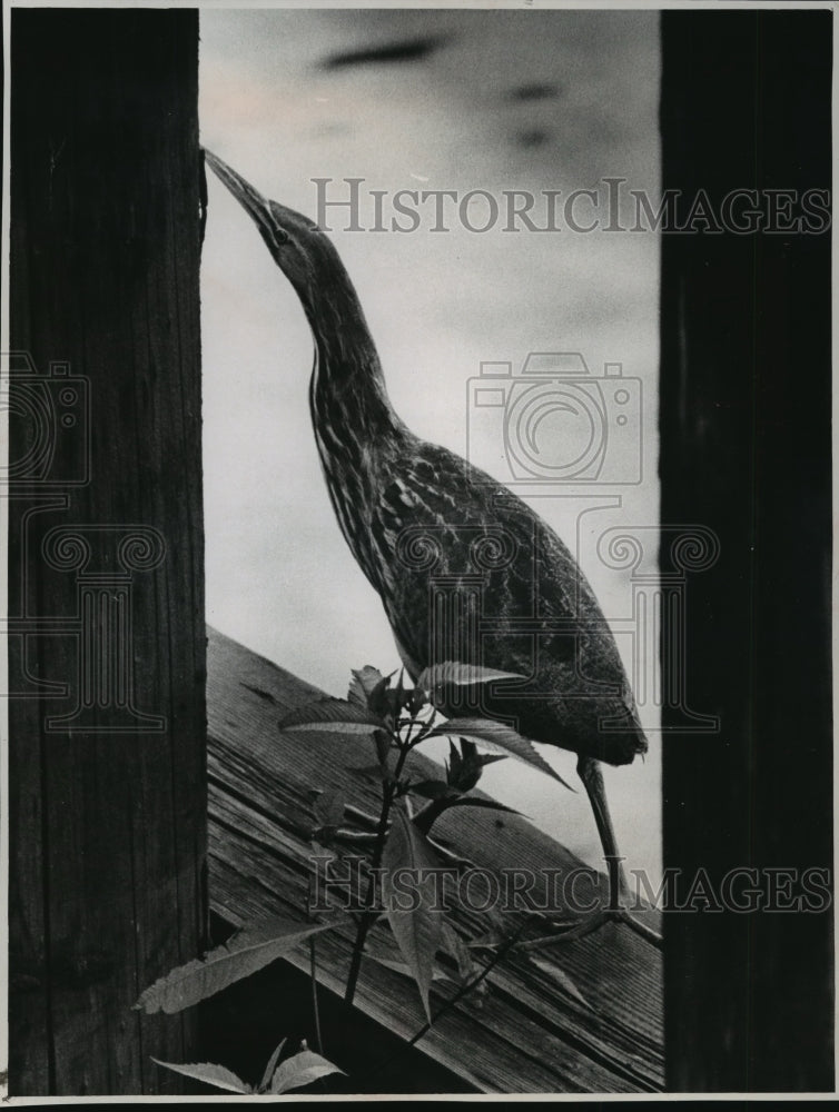 1966 Press Photo The American bittern belongs to the heron family - mja12475-Historic Images
