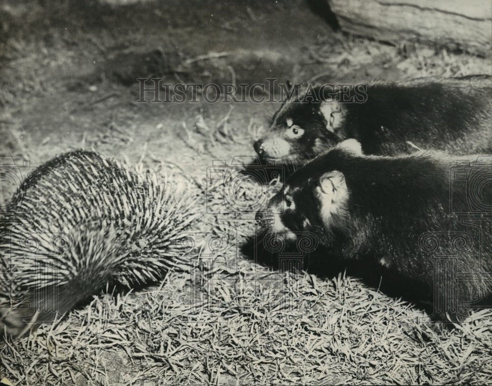 1950 Press Photo The echidna, an Australian version of an ant-eater - mja13174-Historic Images