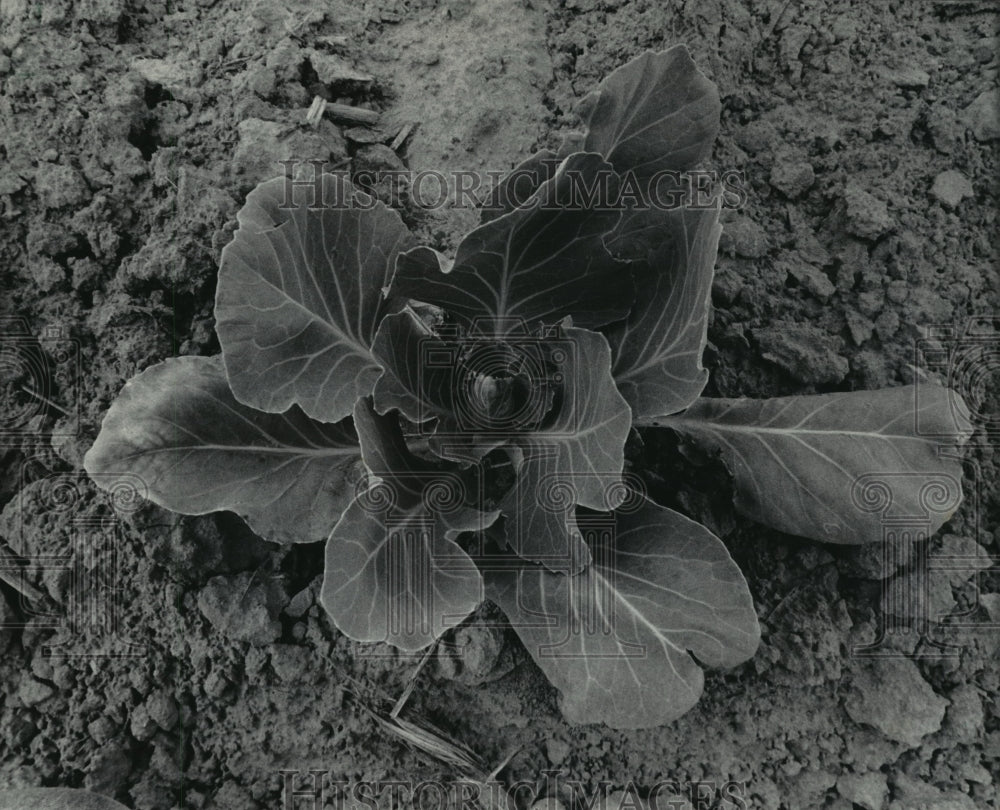 1985 Press Photo Cabbage, growing from a seedling planted in disease-free soil - Historic Images