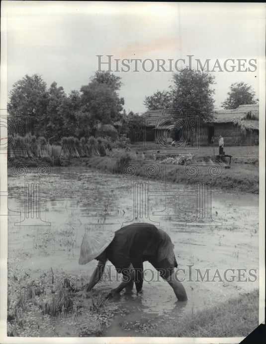 1959 This farmer once was only a tenant on the land he now owns - Historic Images