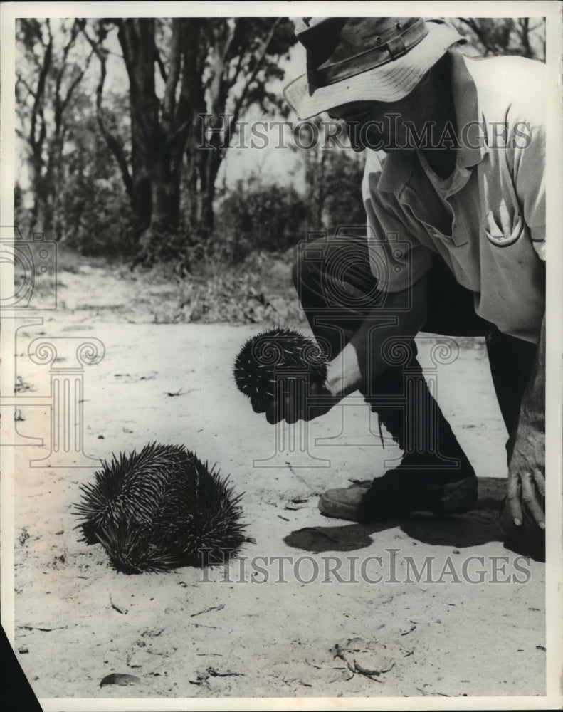 1971 Press Photo Zoologist Harry Frauca inspecting an Echidna - mja13911 - Historic Images