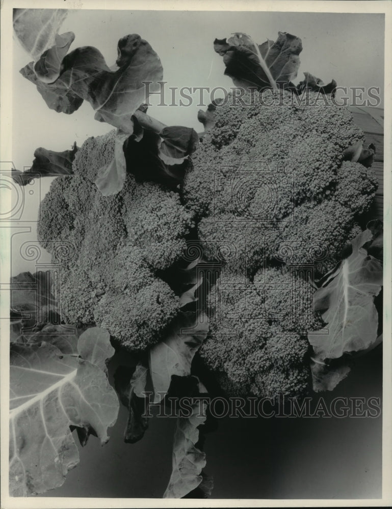 1984 Press Photo Broccoli, Scientific name, Brassica Oleracea Italica - Historic Images