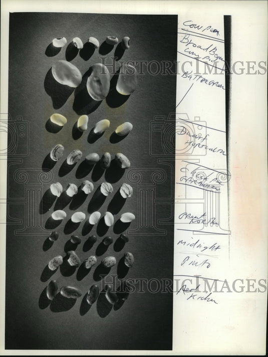 1990 Several varieties of shell beans available to gardeners-Historic Images