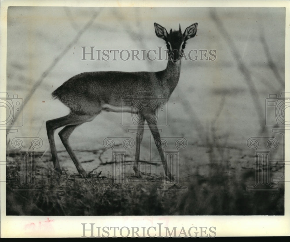 1982 Press Photo Tiny dik-dik antelope found in Kenya - mja14103-Historic Images