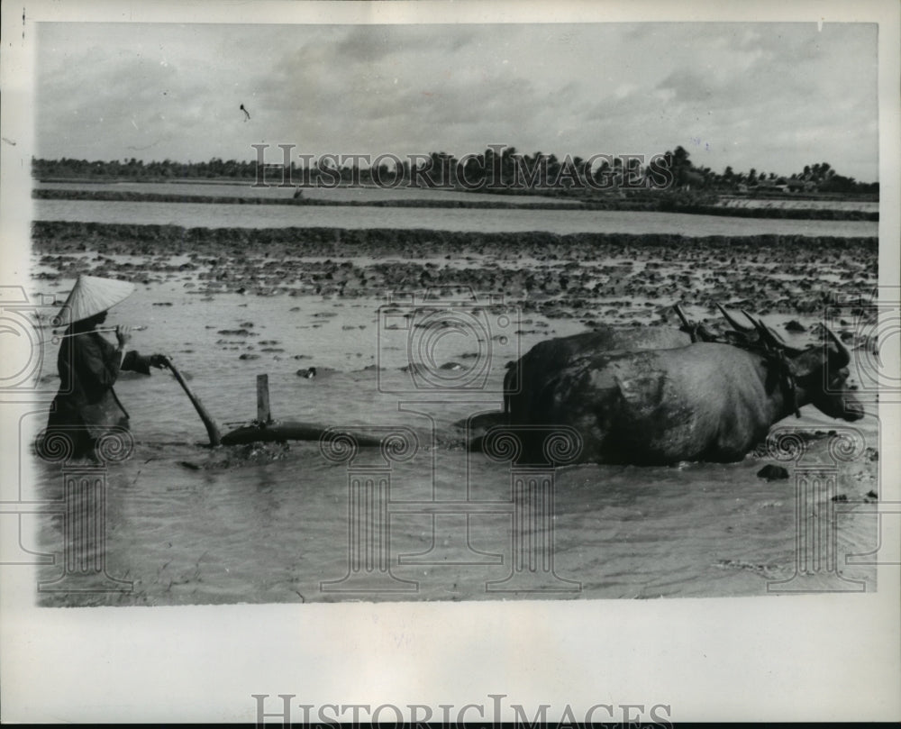 1959 Press Photo A Vietnamese farmer follows behind his two water buffaloes-Historic Images