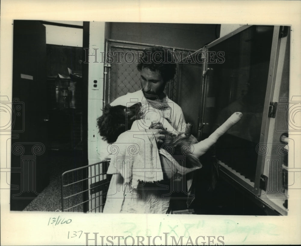 1986 Press Photo Veterinarian assistant Bruce Schatz carried Shep - mja14166 - Historic Images