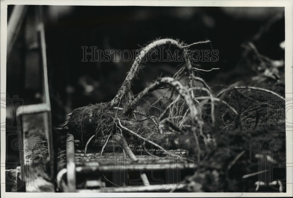 1993 Press Photo A horseradish from Silver Springs Gardens in Eau Claire - Historic Images