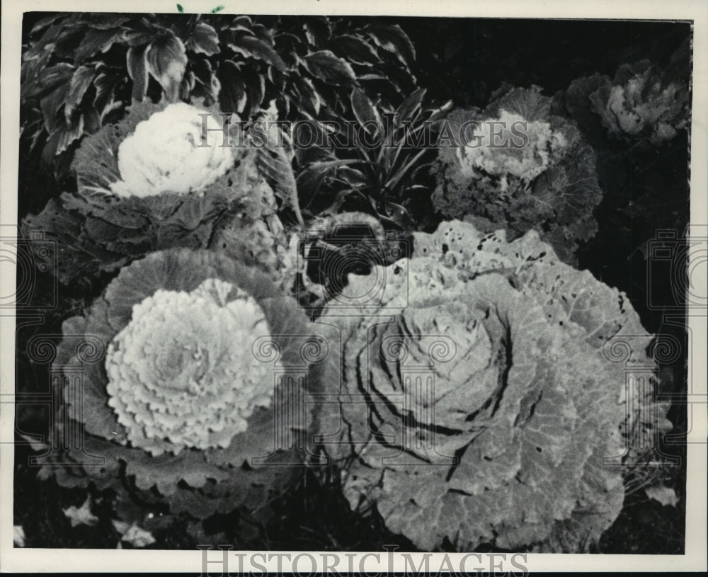 1984 Press Photo Flowering Kale, loose-headed member of the cabbage family-Historic Images