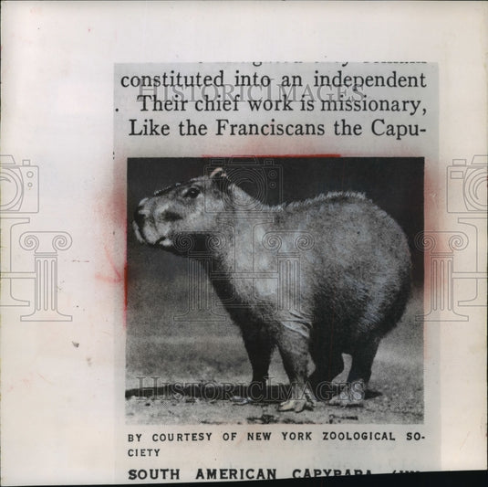 1958 Press Photo The capybara, world's largest rodent, can weigh 120 pounds-Historic Images