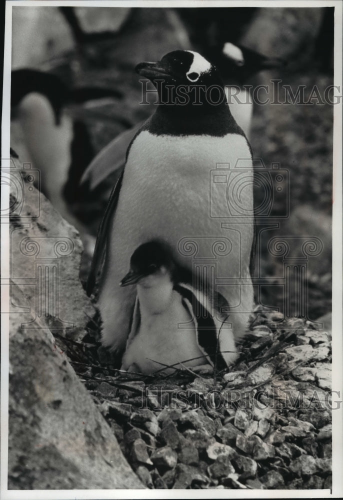 1993 Press Photo A Gentoo Penguin - mja19698-Historic Images