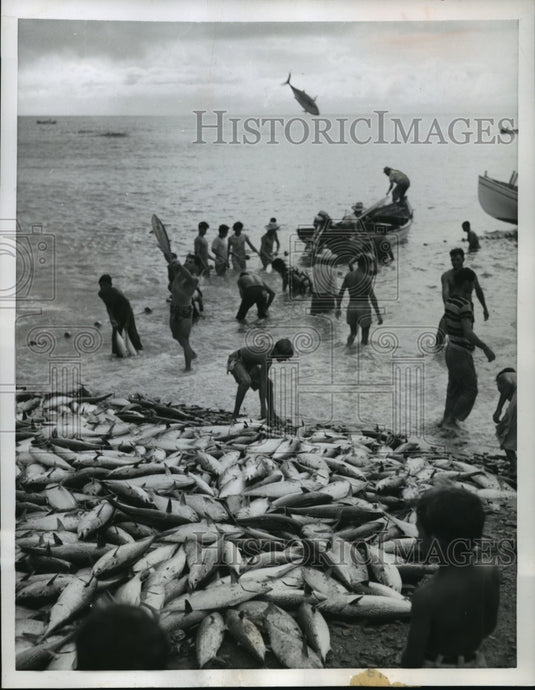 1956 Press Photo Fishermen hauled in fish net and pitched bonita up on the shore - Historic Images