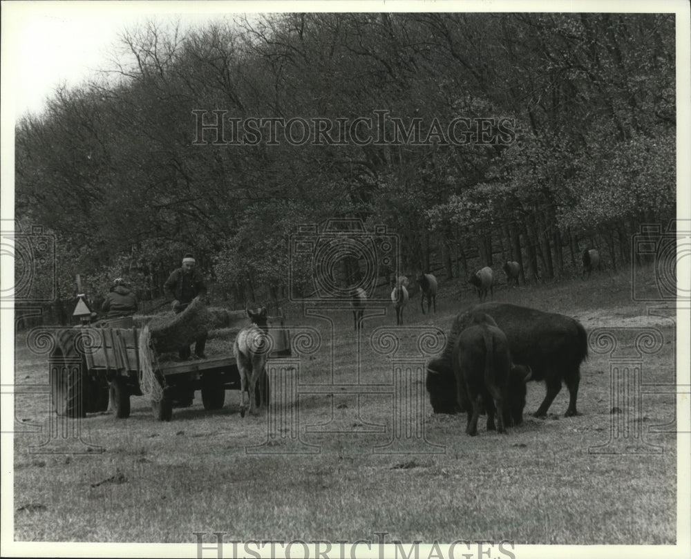 1982 Press Photo Elwyn West drops hay for buffalo &amp; elk on his farm in Waupaca - Historic Images
