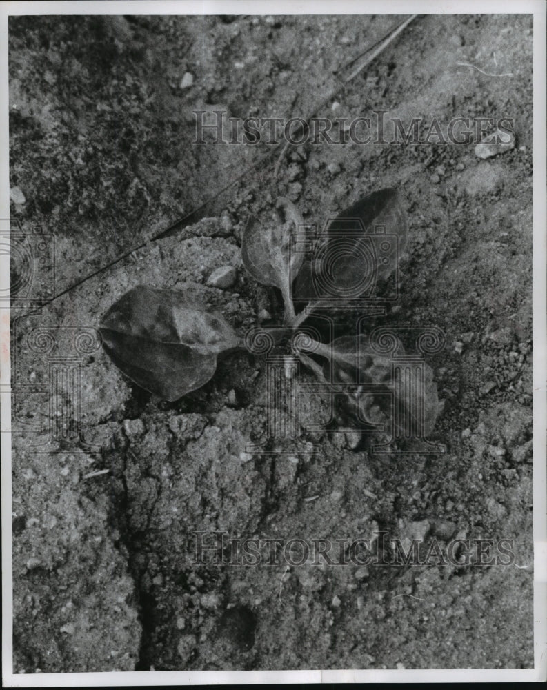 1958 Press Photo Plantain a Persistant Perennial Weed in Poor Soil - mja26642 - Historic Images