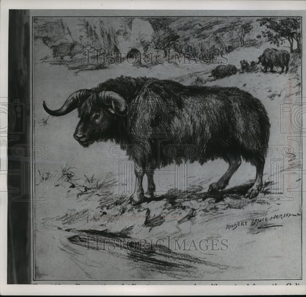 1958 Press Photo Ice age musk ox sketch - mja27347-Historic Images