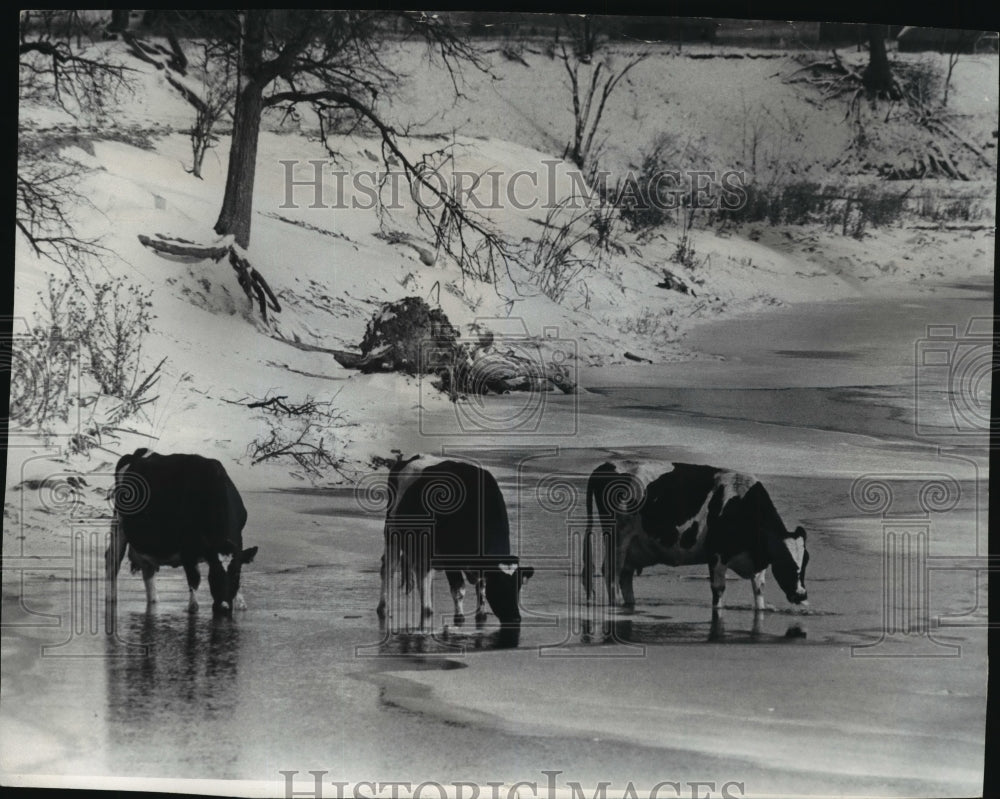 1976 Press Photo Cows waded near ice to drink from Milwaukee River. - mja27574 - Historic Images