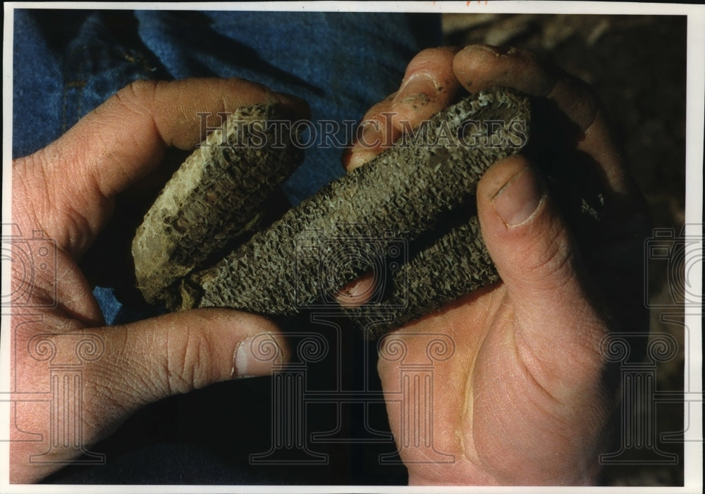 1993 Press Photo Pat Place holds several stunted corn ears - mja27685 - Historic Images