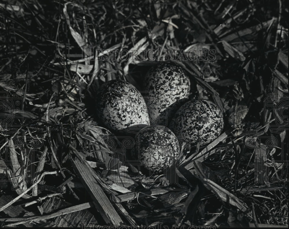 1992 Killdeer Nest with Four Eggs - Historic Images