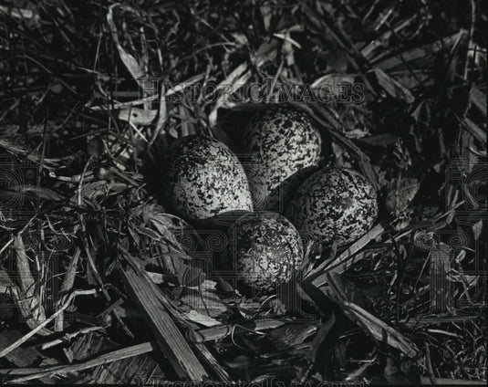 1992 Killdeer Nest with Four Eggs - Historic Images