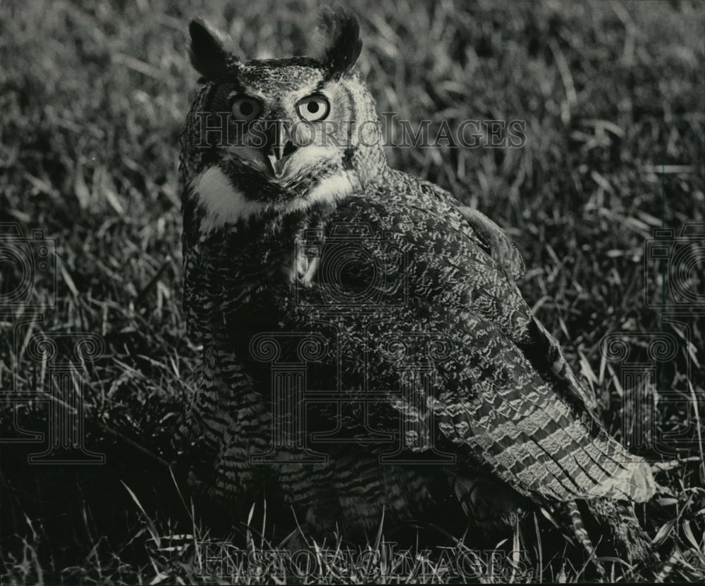 1984 Press Photo Great Horned Owl rested at Animal Rehabilitation Center-Historic Images