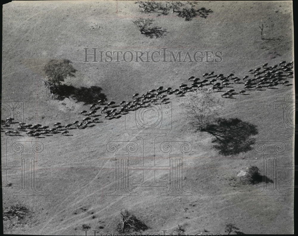1971 Press Photo Herds of Wildebeest move across the plains in Tanzania-Historic Images