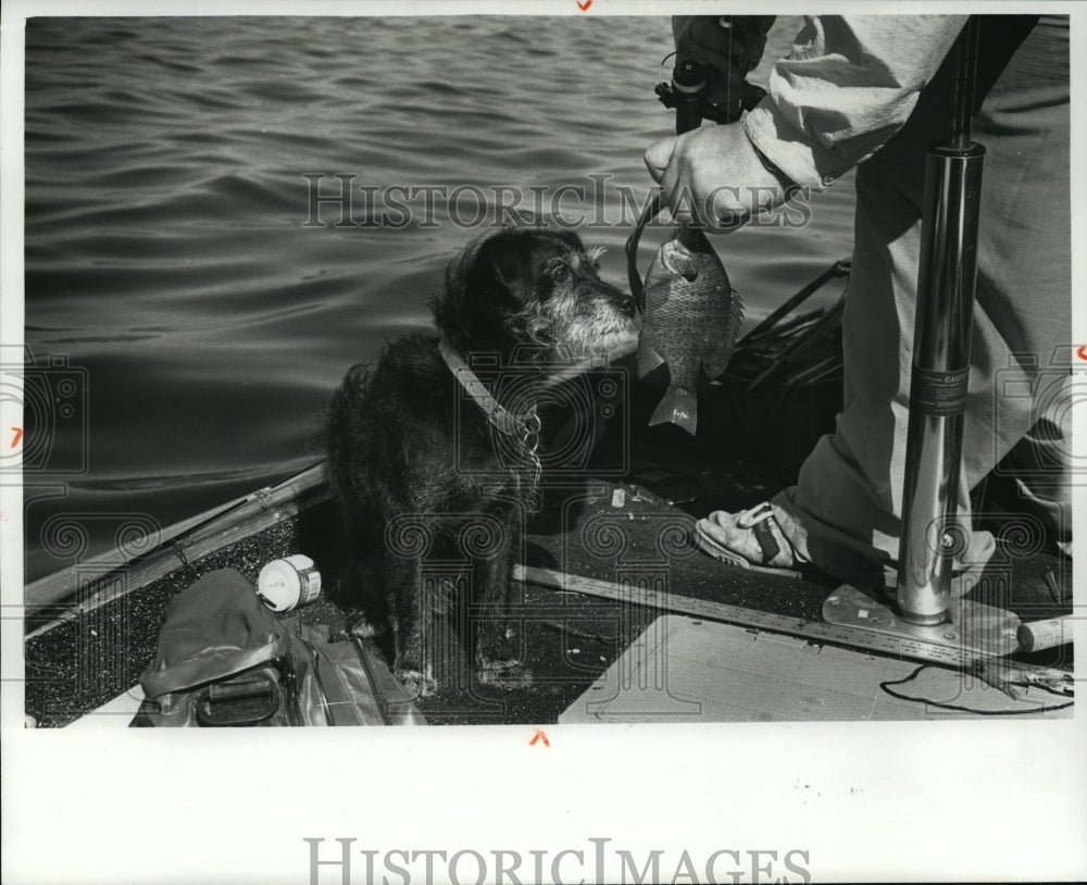 1990 Press Photo Eddy, Don Streeter&#39;s dog on Nagawicka Lake in Wisconsin-Historic Images