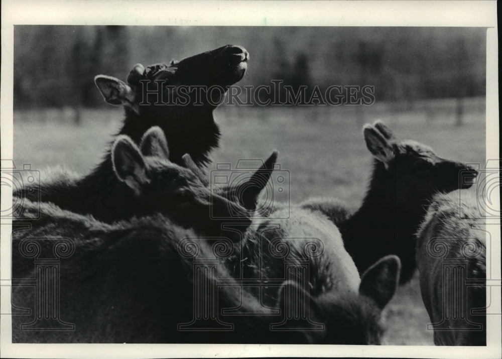 1985 Press Photo Elmer Kolbe&#39;s 26 shaggy bison &amp; 11 elk on his farm in Wausau-Historic Images