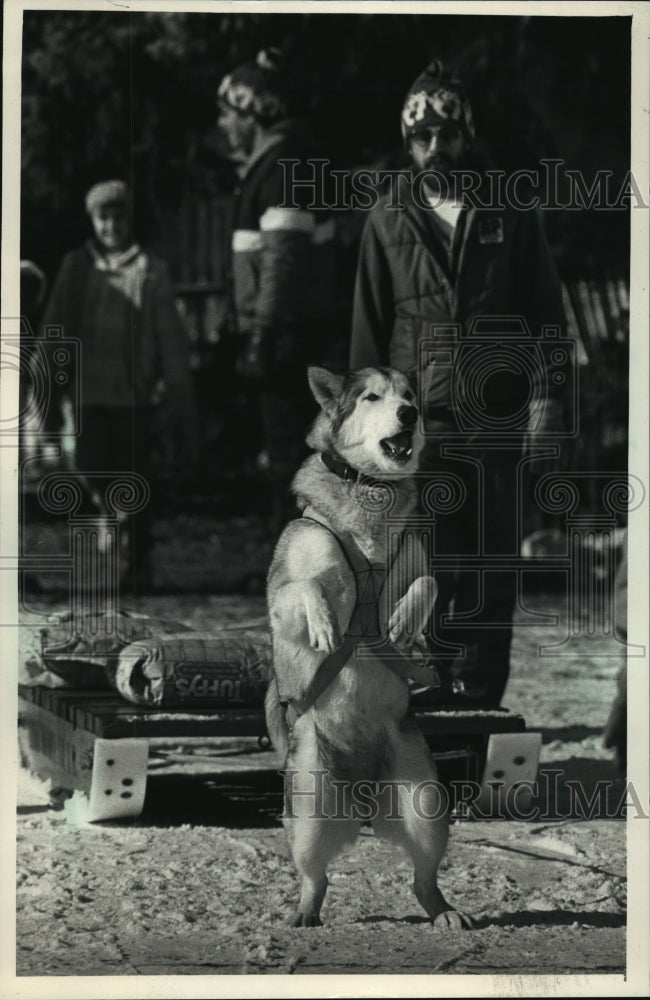 1988 Press Photo Shona,Alaskan Malamute dog, pulled a sled with bags of dog food- Historic Images