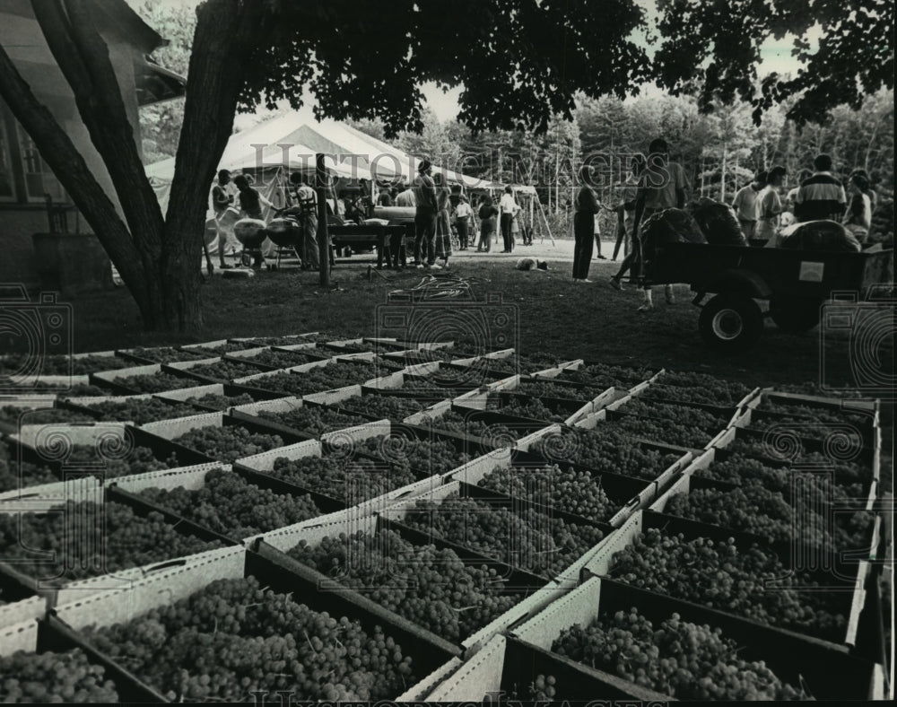 1988 Press Photo Harvested grapes and Pickers at Northcote Vineyards Party - Historic Images