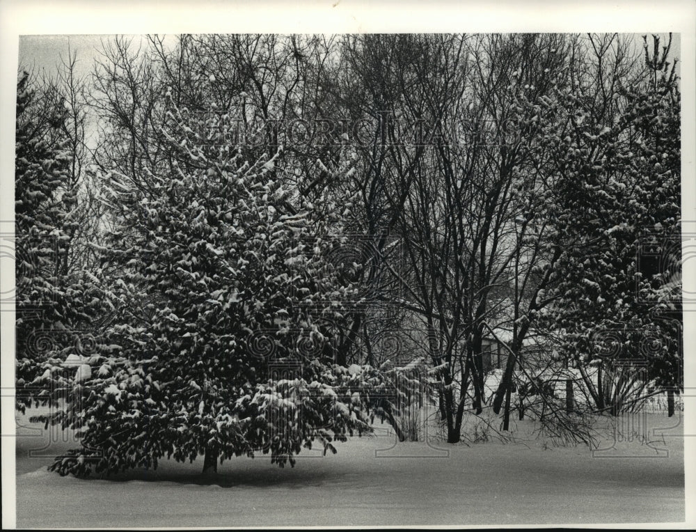 1991 Press Photo Wisconsin snowy trees - mja35465-Historic Images