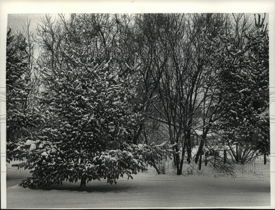 1991 Press Photo Wisconsin snowy trees - mja35465-Historic Images