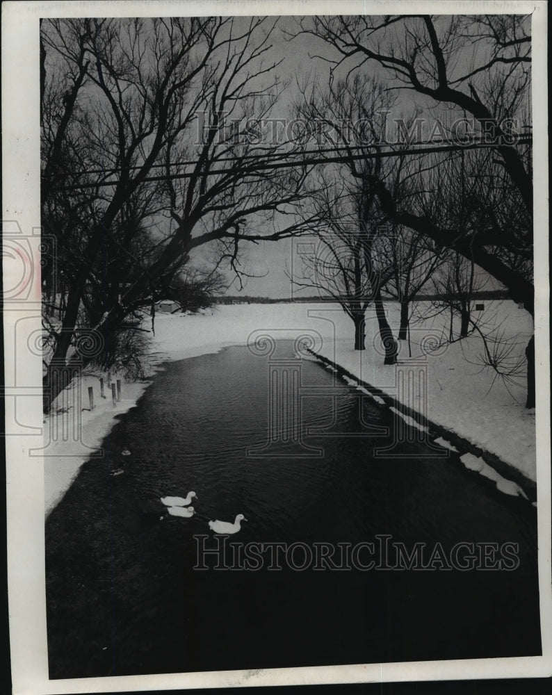 1978 Press Photo Ducks Swimming In Upper Nemahbin Lake In Winter - mja35637-Historic Images