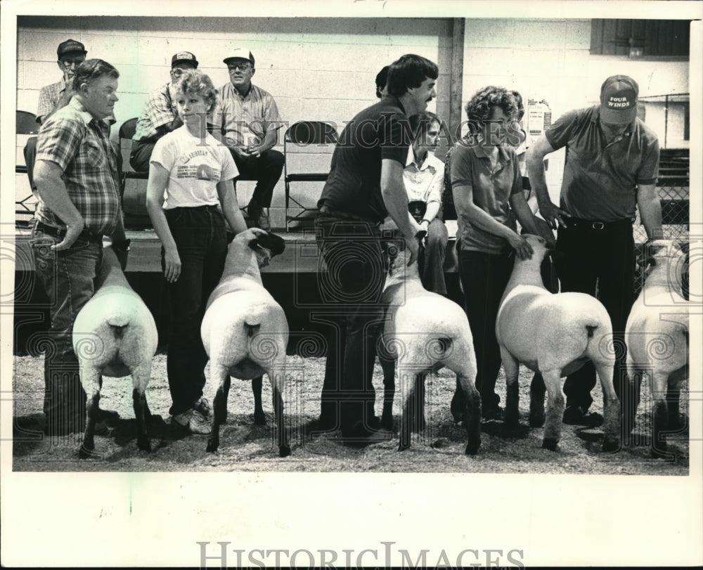 1986 Press Photo State Fair's lineup of championship sheep - mja36101-Historic Images