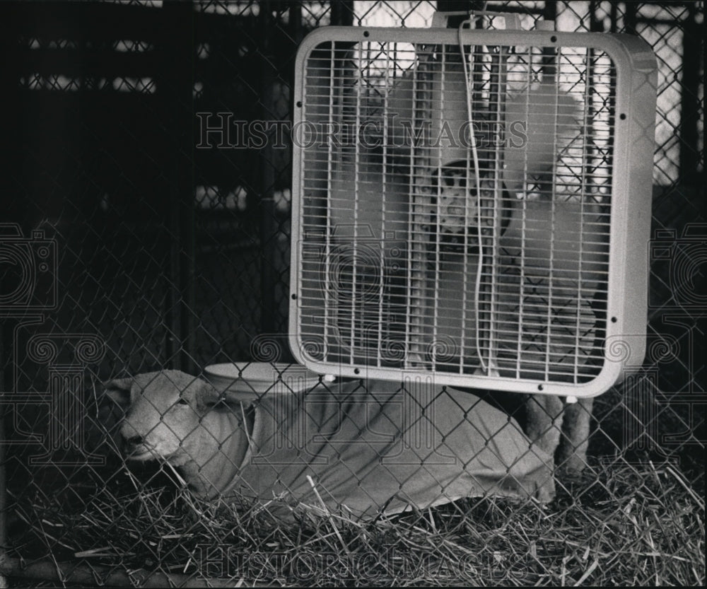 1988 Press Photo Dorset sheep takes a rest under a fan at the State Fair Park-Historic Images