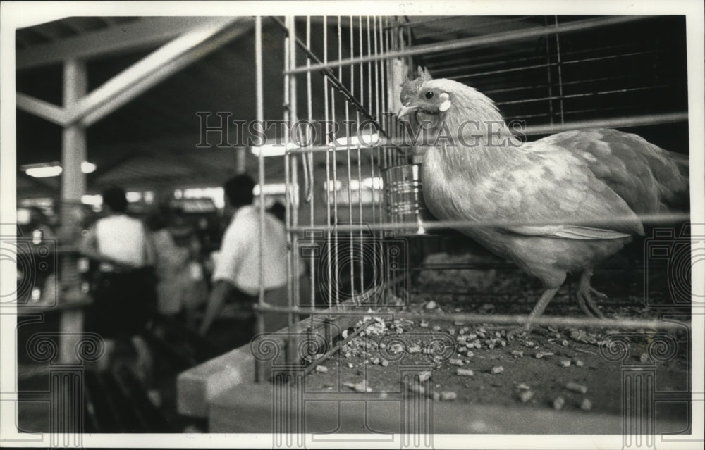1990 Press Photo A Bantam rooster looks over things at the Wisconsin State Fair-Historic Images