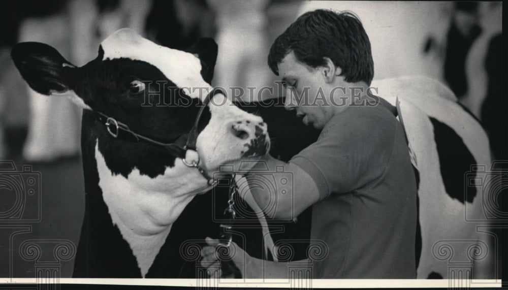 1984 Press Photo Scott Kruse held onto a yearling heifer at the Coliseum.-Historic Images
