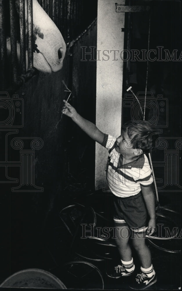 1987 Press Photo David Perry made friends with Louise, a Clydesdale horse.-Historic Images